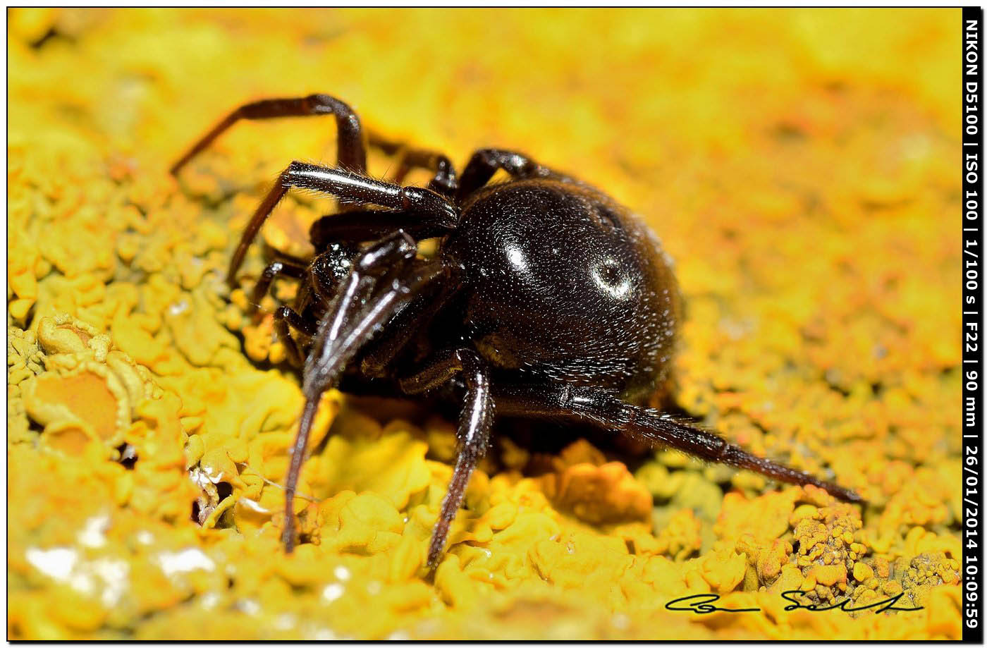 Steatoda paykulliana - Monte Santu Pedru (Alghero, SS)